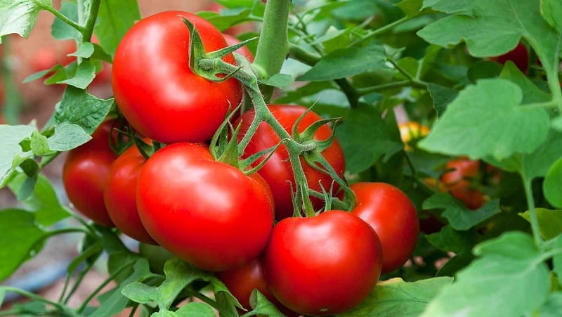 Sådan dyrkes Maryina Roshcha-tomaten korrekt: anmeldelser, fotos og udbytte af en tidlig modnende hybrid