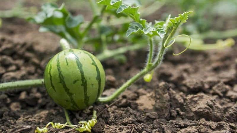 Hur man gror vattenmelonfrön korrekt och vad man ska göra sedan med det färdiga plantmaterialet