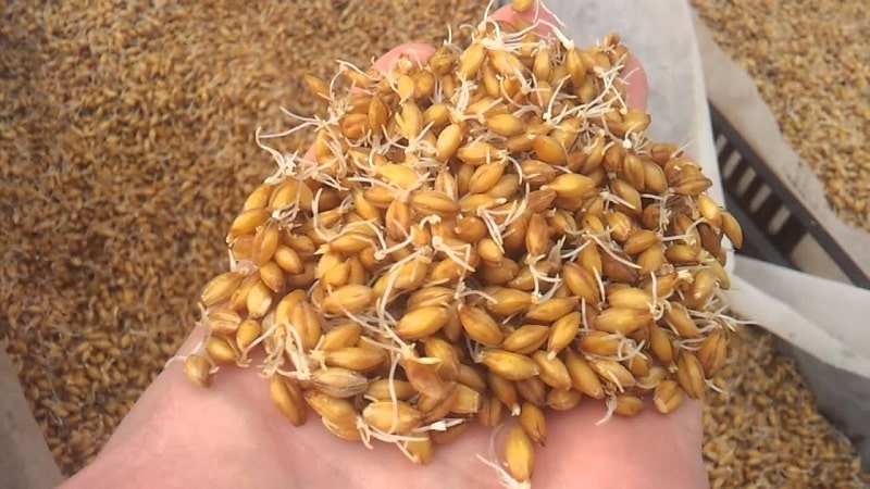 How to germinate barley at home and why it is needed