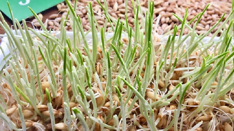 Paano tumubo ang barley sa bahay at kung bakit ito kinakailangan