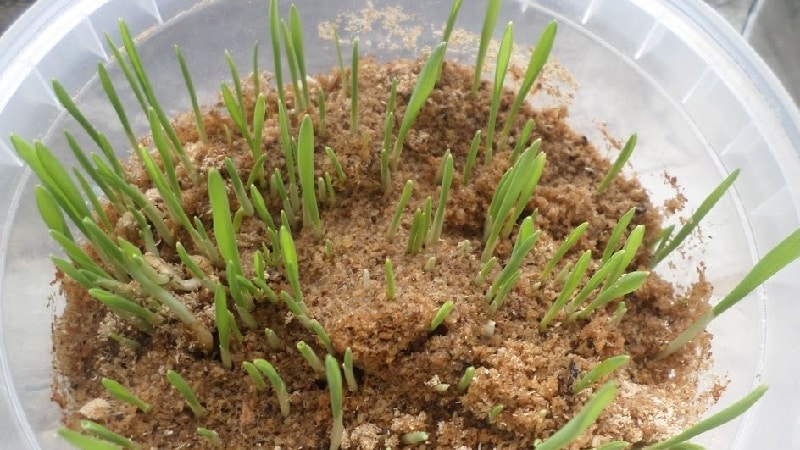 How to germinate barley at home and why it is needed