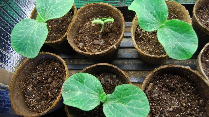 Comment sélectionner et préparer les graines de citrouille pour la plantation, puis en tirer une excellente récolte