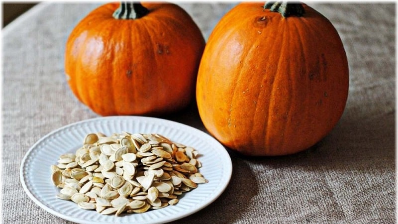 Cómo seleccionar y preparar semillas de calabaza para plantar y luego obtener una excelente cosecha de ellas.