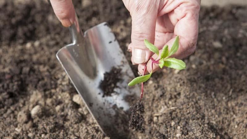 Quan i com plantar remolatxa amb llavors: instruccions pas a pas per als jardiners principiants