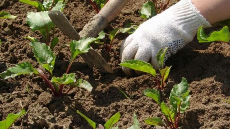 Cuándo y cómo plantar remolachas con semillas: instrucciones paso a paso para jardineros principiantes