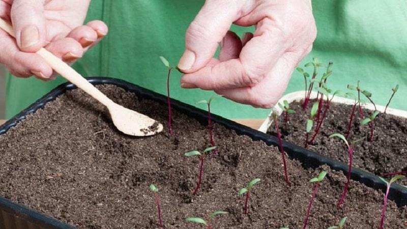 Quan i com plantar remolatxa amb llavors: instruccions pas a pas per als jardiners principiants