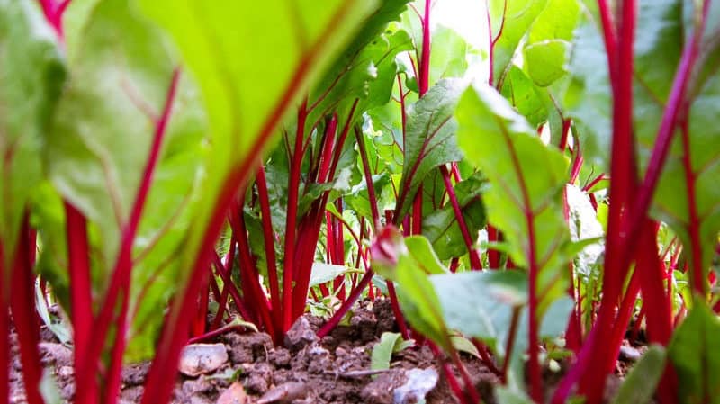 Cuándo y cómo plantar remolachas con semillas: instrucciones paso a paso para jardineros principiantes