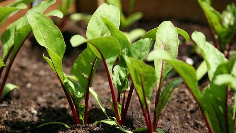 Quando e come piantare barbabietole con semi: istruzioni passo passo per i giardinieri principianti