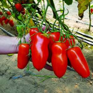 An unusual tomato with juicy pulp and excellent taste – Cornabel f1