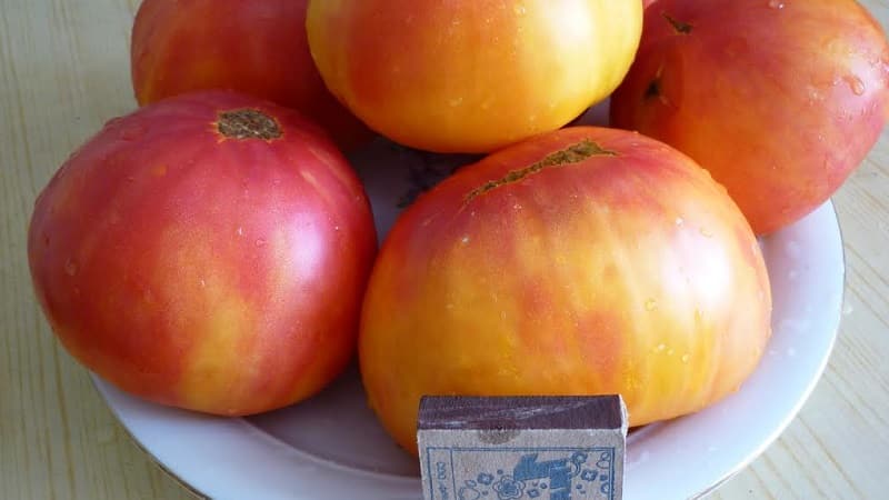 Une variété à gros fruits qui ravit les estivants - la tomate Mystère de la Nature