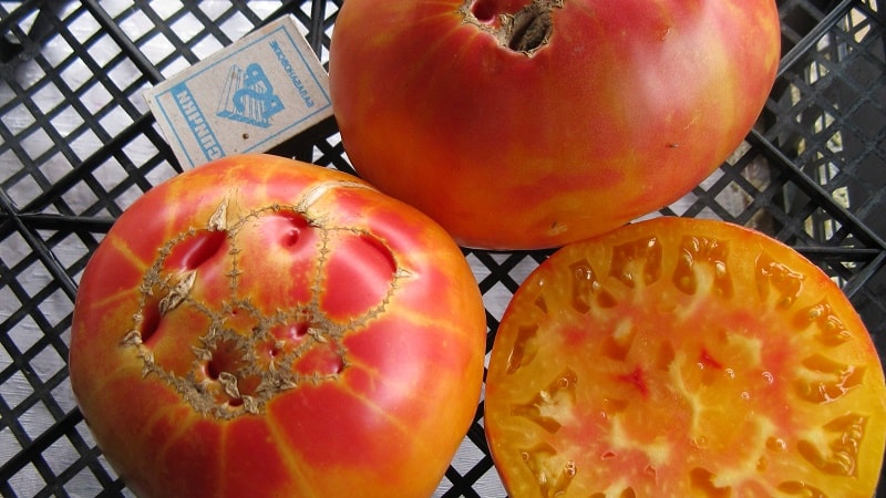 Une variété à gros fruits qui ravit les estivants - la tomate Mystère de la Nature