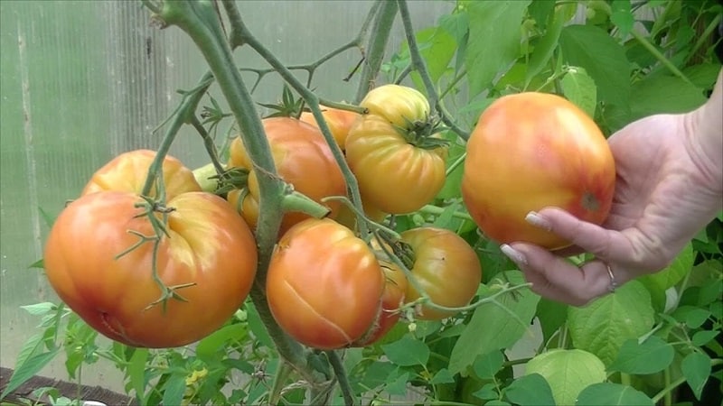 Varieti berbuah besar yang menggembirakan penduduk musim panas - tomato Misteri Alam