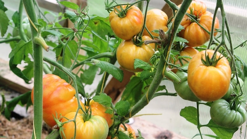 Une variété à gros fruits qui ravit les estivants - la tomate Mystère de la Nature