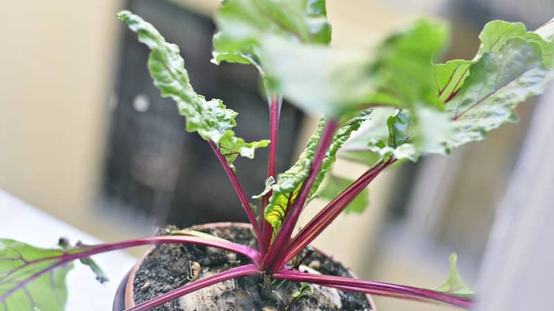 The best ways to prepare beet leaves for the winter and recipes for them