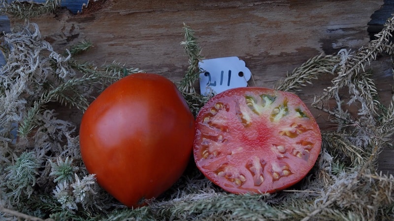 Piede torto Mishka di pomodoro carnoso e molto gustoso: recensioni e tecniche agrotecniche per aumentare la resa