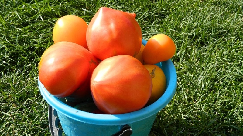 Tomate carnoso y muy sabroso Mishka pie zambo: revisiones y técnicas agrotécnicas para aumentar el rendimiento