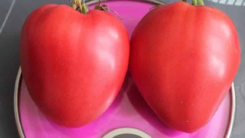 Fleshy and very tasty tomato Mishka clubfoot: reviews and agrotechnical techniques for increasing yield