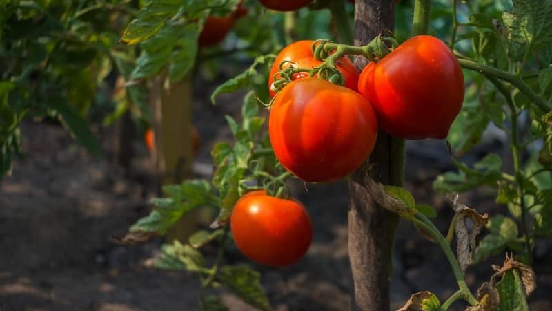 Tomate carnoso y muy sabroso Mishka pie zambo: revisiones y técnicas agrotécnicas para aumentar el rendimiento