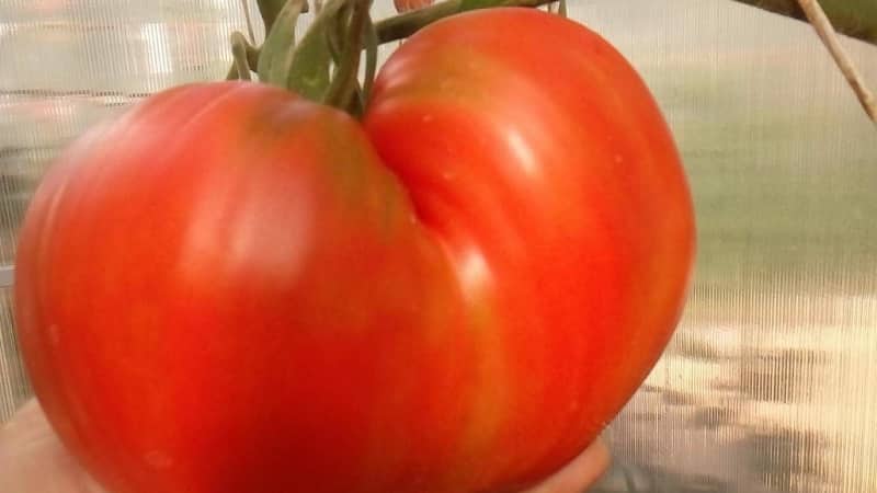 Tomate carnoso y muy sabroso Mishka pie zambo: revisiones y técnicas agrotécnicas para aumentar el rendimiento