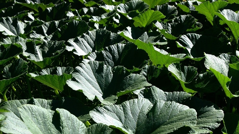 Metodi tradizionali di trattamento delle foglie di zucca: come usarli nella lotta contro le malattie