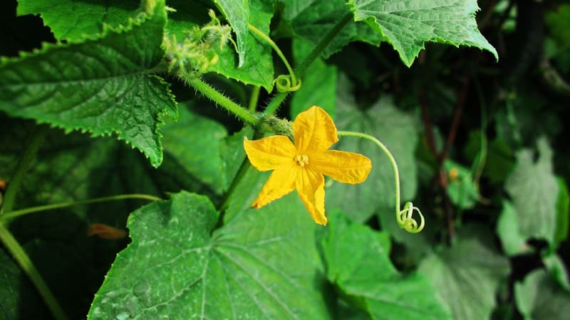 Metodi tradizionali di trattamento delle foglie di zucca: come usarli nella lotta contro le malattie