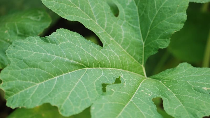 Traditional methods of treating pumpkin leaves: how to use them in the fight against diseases