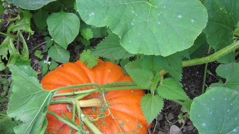 Métodos tradicionales de tratamiento de las hojas de calabaza: cómo utilizarlas en la lucha contra las enfermedades.