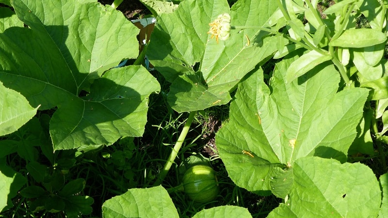 Traditional methods of treating pumpkin leaves: how to use them in the fight against diseases