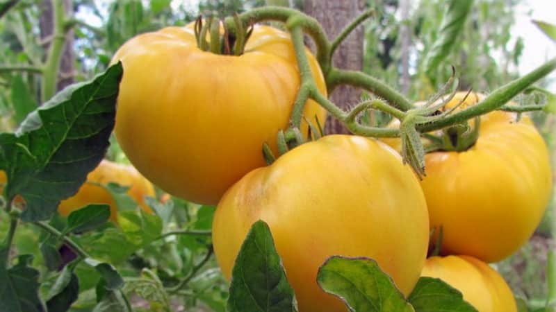 Den usædvanlige tomatgiraf, så opkaldt efter sin høje størrelse