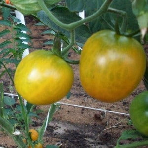 Die ungewöhnliche Tomatengiraffe, so genannt wegen ihrer Größe