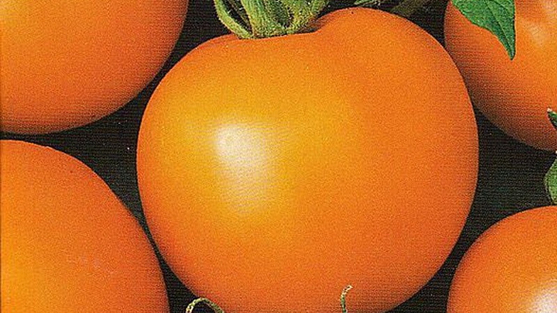 The unusual tomato Giraffe, so named for its tallness