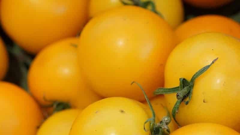 The unusual tomato Giraffe, so named for its tallness