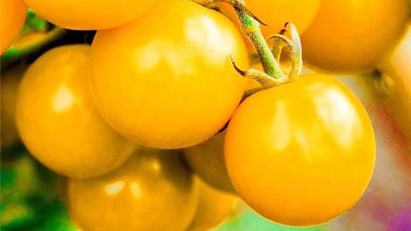 The unusual tomato Giraffe, so named for its tallness