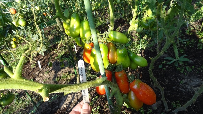 Madaling alagaan at mainam para sa pag-aatsara, ang French bunch tomato: pagsusuri ng iba't-ibang at mga nuances ng pangangalaga