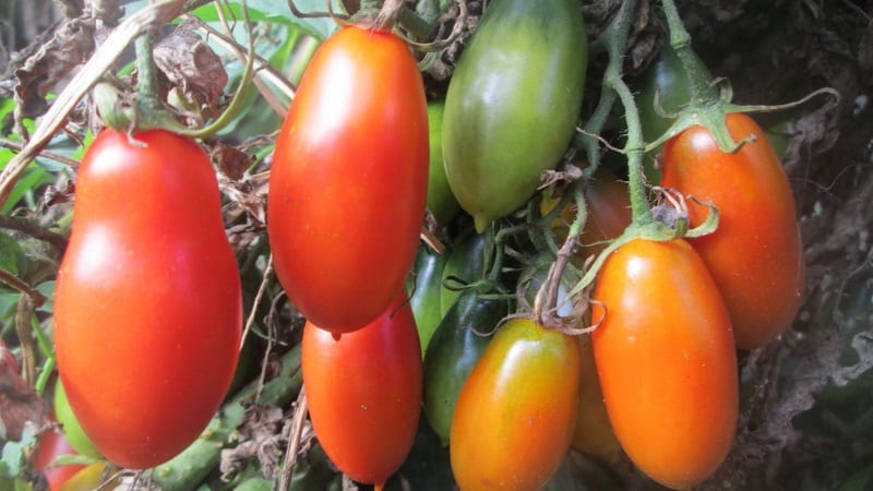 Facile d'entretien et idéale pour la marinade, la tomate française en grappe : tour d'horizon de la variété et des nuances de soin