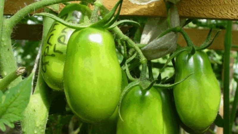 Easy to care for and ideal for pickling, the French bunch tomato: review of the variety and nuances of care