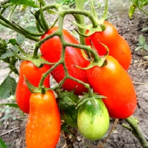 Facile d'entretien et idéale pour la marinade, la tomate française en grappe : tour d'horizon de la variété et des nuances de soin