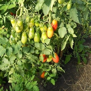 Madaling alagaan at mainam para sa pag-aatsara, ang French bunch tomato: pagsusuri ng iba't-ibang at mga nuances ng pangangalaga