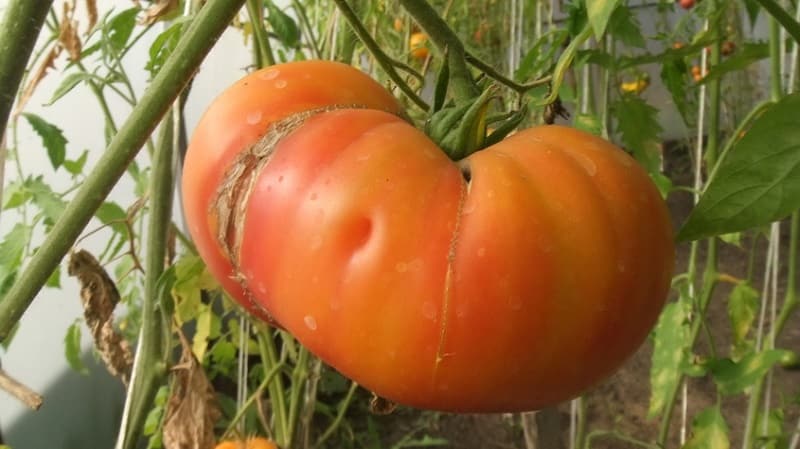 Saludo de miel de tomate increíblemente dulce y sorprendentemente hermoso