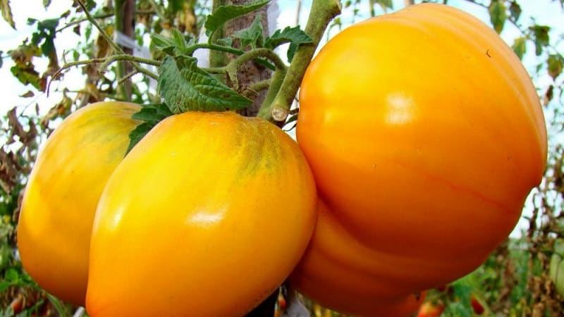 A mais nova variedade promissora que você vai gostar - o tomate Rei da Sibéria: fotos e características distintivas