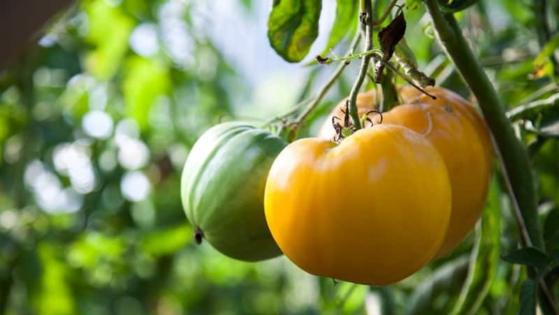 Ang pinakabagong promising variety na magugustuhan mo - ang King of Siberia tomato: mga larawan at mga natatanging tampok