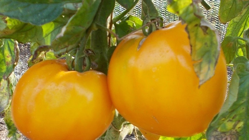 Den senaste lovande sorten som du kommer att gilla - tomaten King of Siberia: foton och särdrag