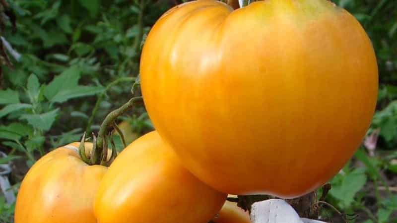 Die neueste vielversprechende Sorte, die Ihnen gefallen wird - die Tomate „König von Sibirien“: Fotos und Besonderheiten