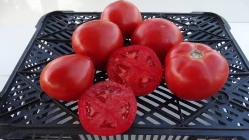 En ny sort som har lyckats vinna sommarbornas hjärtan - Big Momma-tomaten och hemligheterna med att odla stora frukter