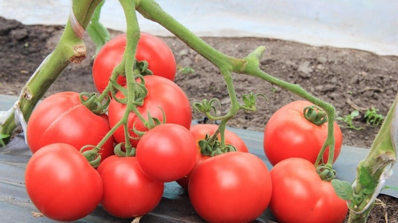 En ny sort som har lyckats vinna sommarbornas hjärtan - Big Momma-tomaten och hemligheterna med att odla stora frukter