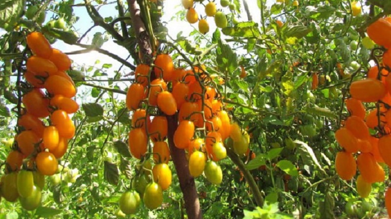 Adorado por niños y adultos, este brillante híbrido de invernadero con sabor afrutado es el tomate Yellow Date.