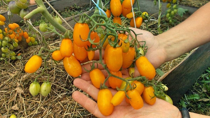 Gillad av barn och vuxna, denna ljusa växthushybrid med en fruktig smak är Yellow Dadel-tomaten.