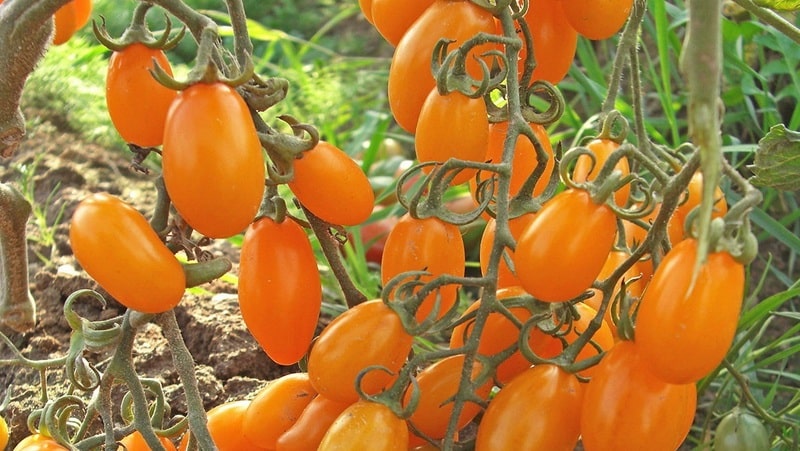 Ta svetel rastlinjakov hibrid s sadnim okusom, ki ga obožujejo otroci in odrasli, je paradižnik Yellow Date.