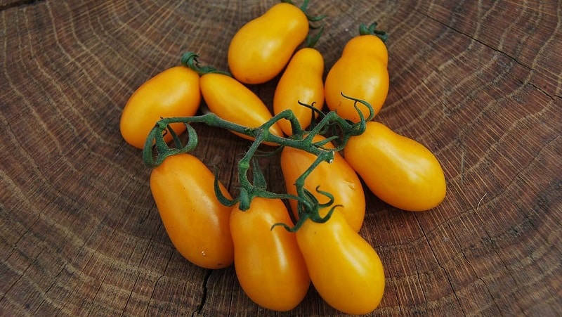 Adorado por crianças e adultos, este híbrido de estufa brilhante e de sabor frutado é o tomate Yellow Date.