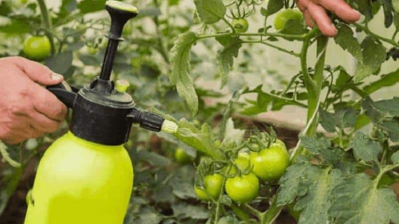 Geheimen van ervaren zomerbewoners - tomaten besproeien met jodium: het doel van de behandeling en een stapsgewijze handleiding voor de implementatie ervan